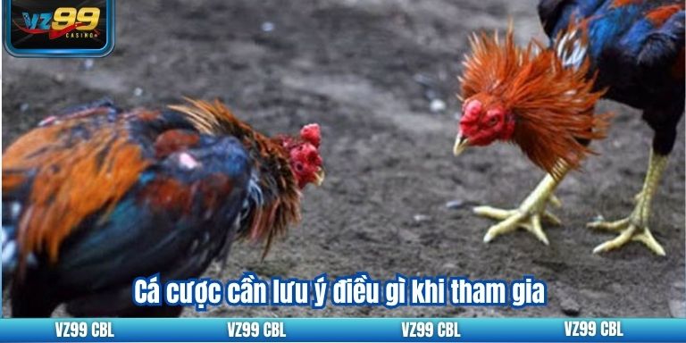 Đá gà thomo VZ99: Kinh nghiệm cá cược hiệu quả Cá cược cần lưu ý điều gì khi tham gia