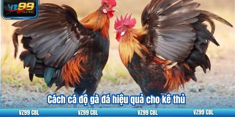 Trực Tiếp Đá Gà C3: Trải Nghiệm Cá Cược Đỉnh Cao Tại VZ99 Cách cá độ gà đá hiệu quả cho kê thủ