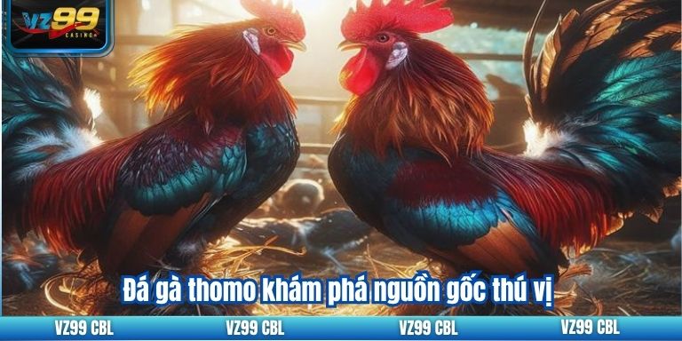 Đá gà thomo VZ99: Kinh nghiệm cá cược hiệu quả Đá gà thomo khám phá nguồn gốc thú vị