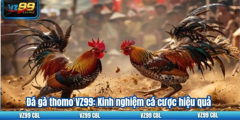 Đá gà thomo VZ99: Kinh nghiệm cá cược hiệu quả Đá gà thomo VZ99: Kinh nghiệm cá cược hiệu quả