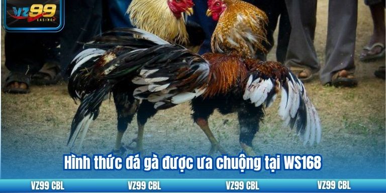 Sảnh WS168 – Nơi Trải Nghiệm Đá Gà Đỉnh Cao Tại VZ99 Hình thức đá gà được ưa chuộng tại WS168