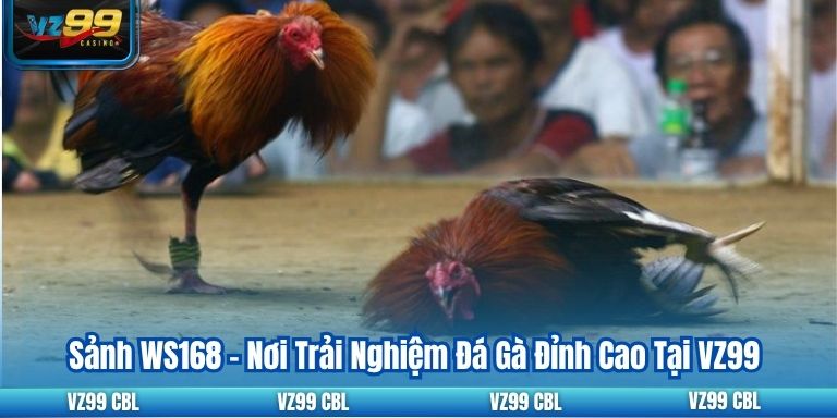 Sảnh WS168 – Nơi Trải Nghiệm Đá Gà Đỉnh Cao Tại VZ99 Sảnh WS168 – Nơi Trải Nghiệm Đá Gà Đỉnh Cao Tại VZ99